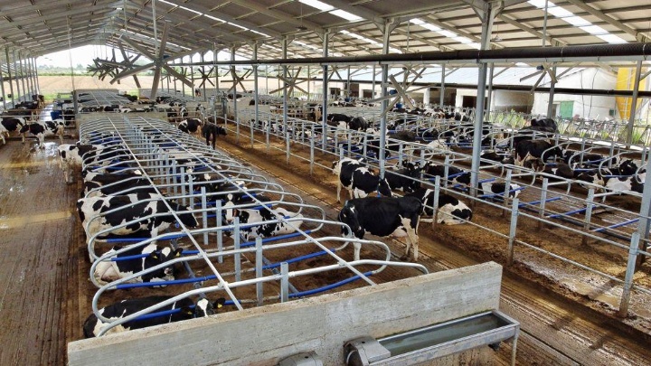 AGRICOW Photo 3