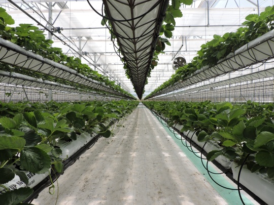 J. Huete Greenhouses Photo 4