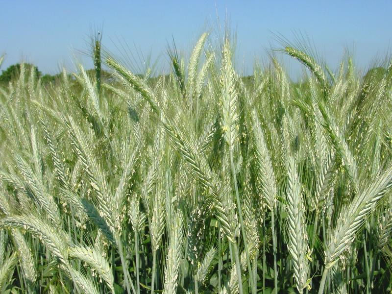 抗锈病小黑麦种子 / 抗白粉病 / 抗纹枯病 / 抗镰刀菌