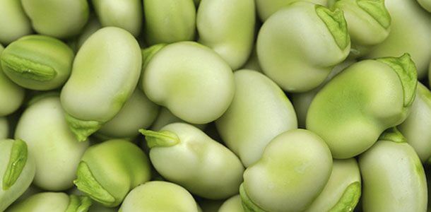 早熟菜豆种子 / 一年生