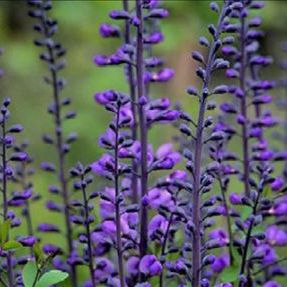 多年生花卉植物 Wild Indigo Ag 3 Inc 紫色 用于花园