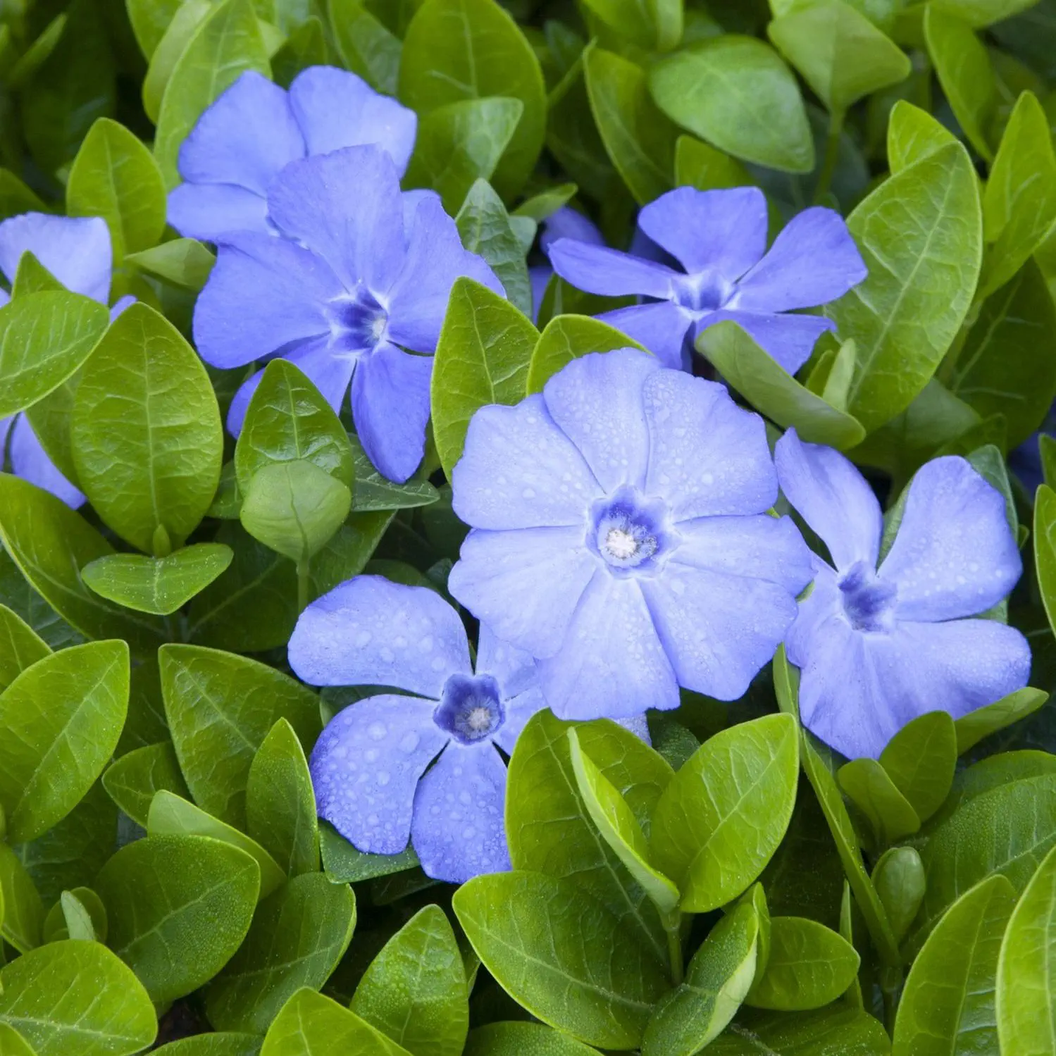 原色花卉病害虫百科 7 原色花卉病害虫百科 7 原色花卉病害虫百科 7 原色花卉病害虫百科
