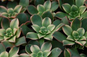 多年生多肉植物- Aeonium 'Kiwi' - Peace Tree Farm - 盆栽/ 用于花园