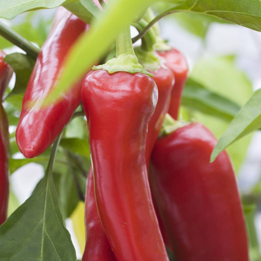 早熟菜椒种子 / 混合动力