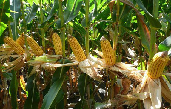 极早熟玉米种子 / 青贮 / 混合动力 / 平均株高