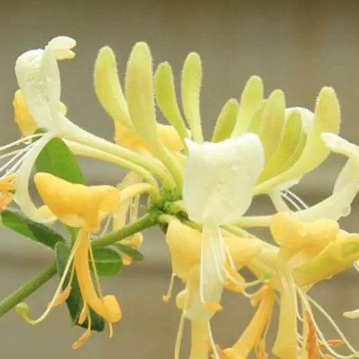 花卉圖5 多年生花卉植物- Scentsation Honeysuckle - NatureHills - 白色