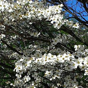 落叶树- White Flowering Dogwood Trees - Greenwood