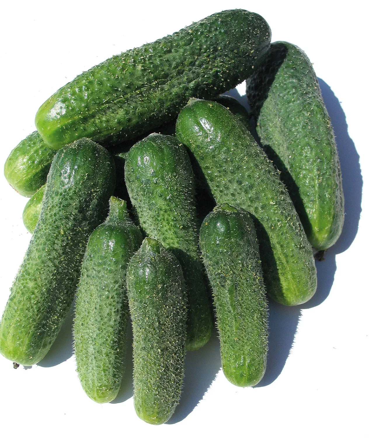 茄瓜 西瓜新贵WM13：甜蜜滋味，丰收之选- 一亩田