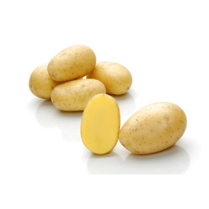 早熟土豆种子 1