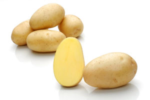 极早熟土豆种子 1