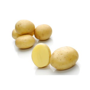 极早熟土豆种子 1