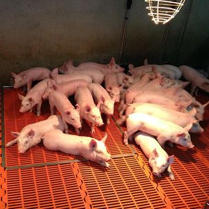 塑料漏粪板 1