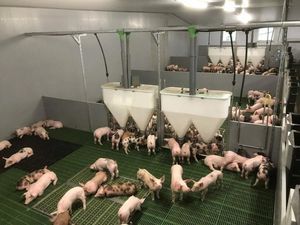 塑料漏粪板