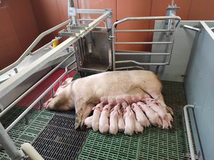 猪母猪产仔栏