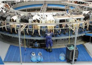 奶牛挤奶厅 1