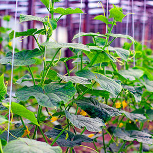 植物支撑农用线绳