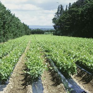 塑料地膜