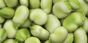早熟菜豆种子 1