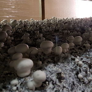 菌类篷布