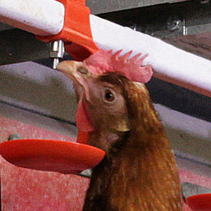 禽类饮水器