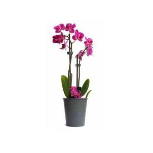 塑料花盆