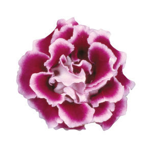 一年生花种子