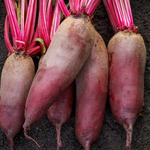 食用甜菜种子 1