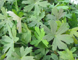 多年生花植物 1