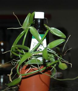 多年生花卉植物 1