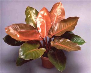 多年生绿色植物 1