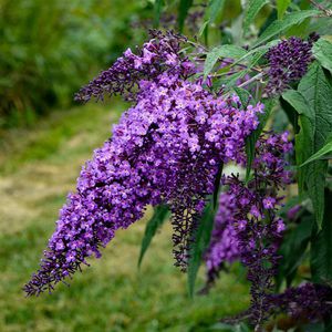 原色花卉病害虫百科 7 多年生花卉植物- Buddleia Violet Cascade - Darwin Perennials