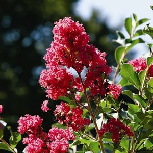 花圃花灌木