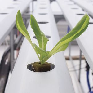 泥炭栽培基质 1