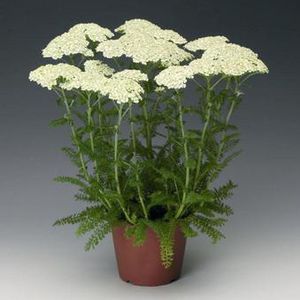多年生花卉植物