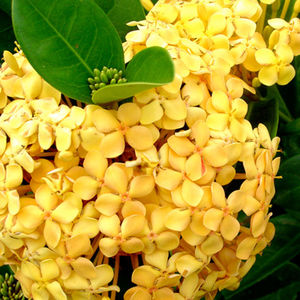 盆栽花灌木