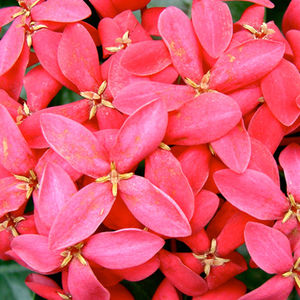盆栽花灌木