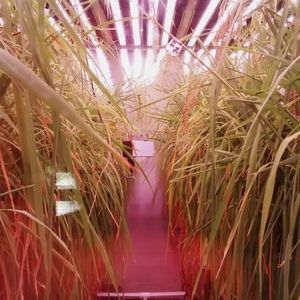 植物生长种植箱