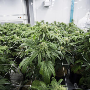 植物生长种植箱