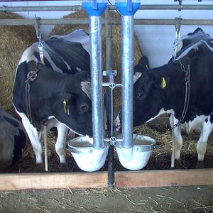 牛用饲喂设备