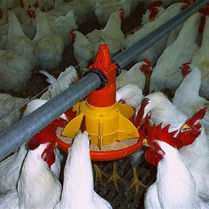 饲料投喂控制器