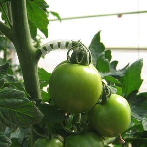塑料植物夹