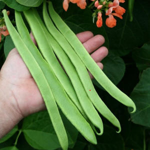 早熟菜豆种子