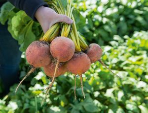食用甜菜种子 1