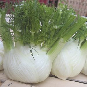 早熟茴香种子 1