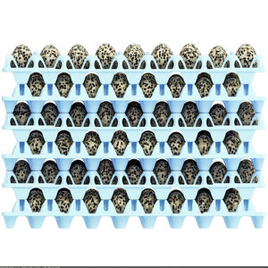 运输用蛋用托盘 1