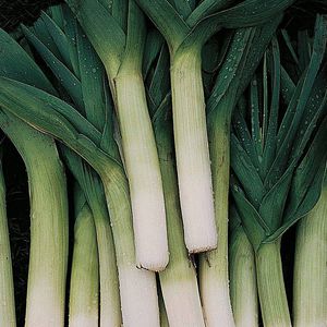 抗锈病大葱种子 1