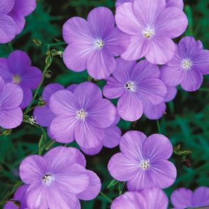 多年生花种子 1