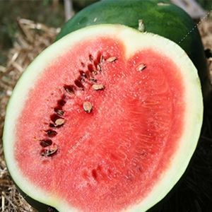 夏季西瓜种子