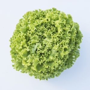 抗叶枯病生菜种子