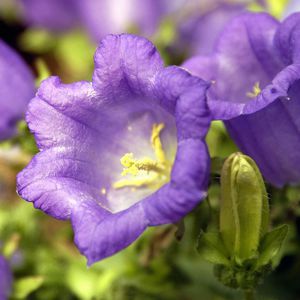 二年生花卉植物